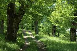 Palazzuolo. Vespa Cinese all'attacco dei Castagneti. Un incontro...