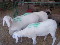 Chiusa l'edizione 2012 della Fiera Agricola. Il video...