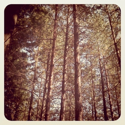 Grezzano 1967. Il Bosco degli Svizzeri la TV Svizzera in Mugello per un documentario