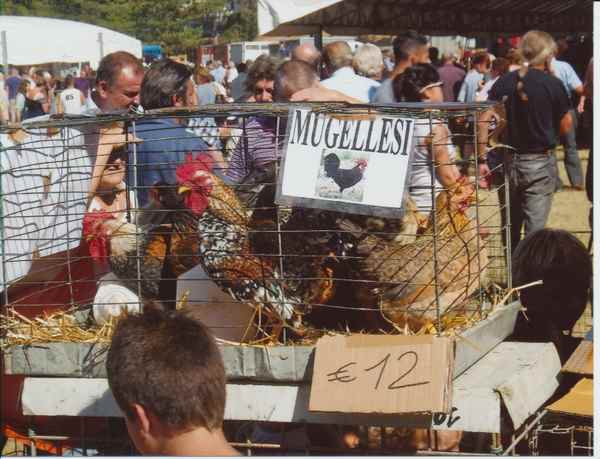 La Fiera del bestiame a Vicchio...