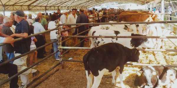 La Fiera del bestiame a Vicchio...