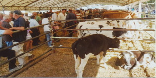 Vicchio: grande successo per la Fiera Zootecnica