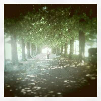 Borgo San Lorenzo: contromisure contro l'invasione degli storni