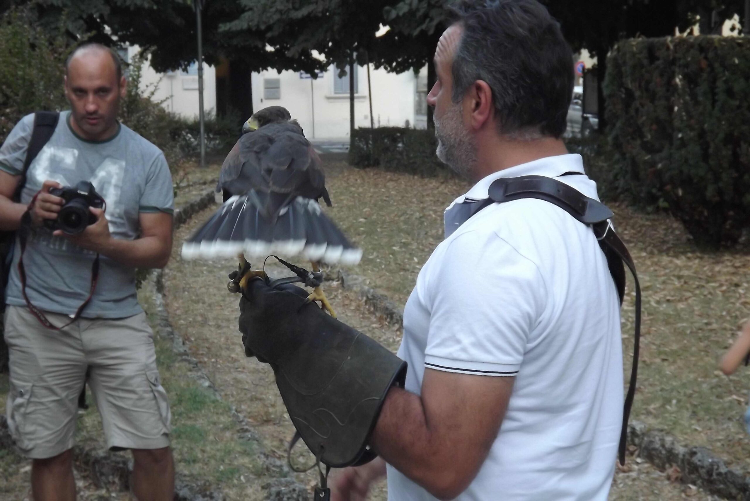 Borgo, le foto dei falchi in azione contro gli storni....