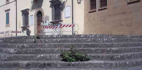 Borgo & il degrado. Il cespuglio...