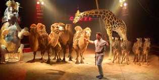 Circo. Il Comune 'sommerso' da mail di protesta