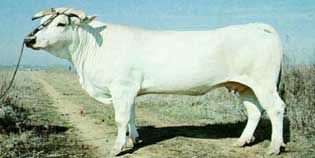 Al Forteto la Giornata della Chianina