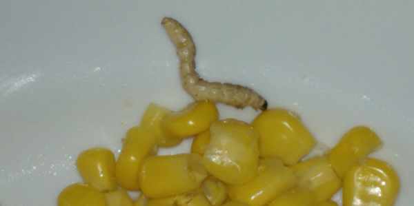 Vaglia. Trova un baco nella scatoletta