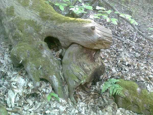 'Il Bosco incantato'. Foto e storia dei boschi di Grezzano...