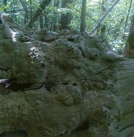 'Il Bosco incantato'. Foto e storia dei boschi di Grezzano...