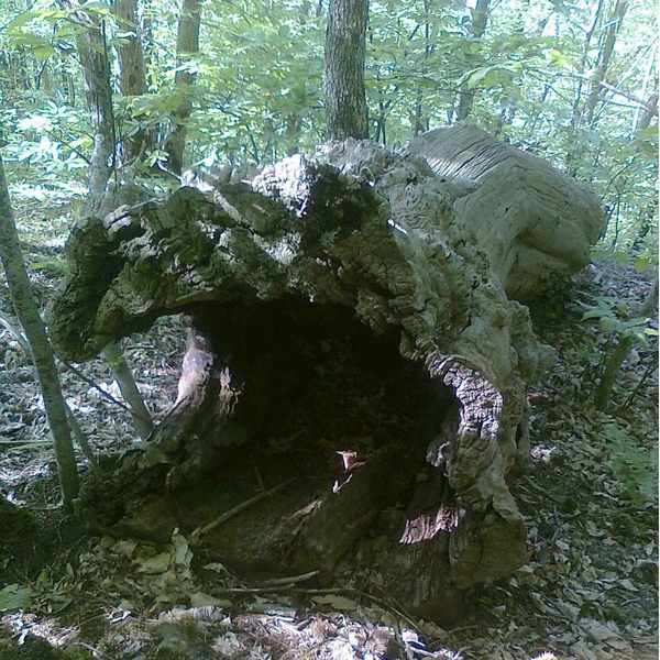 'Il Bosco incantato'. Foto e storia dei boschi di Grezzano...