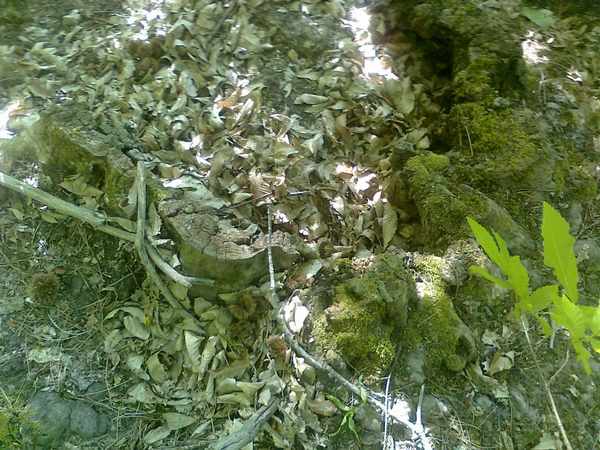 'Il Bosco incantato'. Foto e storia dei boschi di Grezzano...