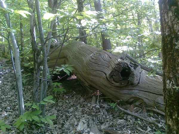 'Il Bosco incantato'. Foto e storia dei boschi di Grezzano...