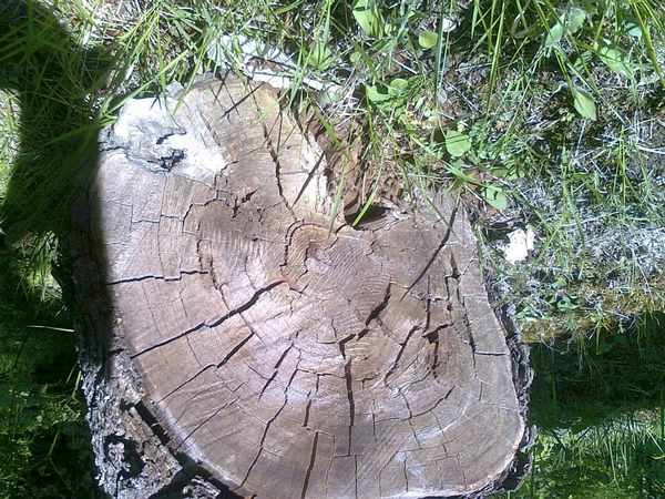 'Il Bosco incantato'. Foto e storia dei boschi di Grezzano...