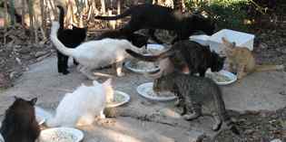 Londa. Gatti uccisi a martellate