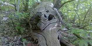 'Il Bosco incantato'. Foto e storia dei boschi di Grezzano...