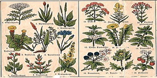 Piante officinali del Mugello e dintorni: si possono scoprire in una tesi depositata a Borgo San Lorenzo