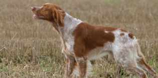 Grezzano. Nuovo furto di cani da caccia