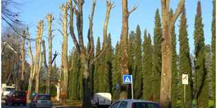 Borgo. Nuovo look per Viale Giovanni XXIII. Info & Storia....