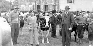 Mugello. Le avventure di un veterinario, prima e dopo la guerra....