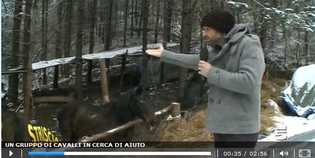 Cavalli al freddo e alla pioggia? Borgo finisce su 'Striscia'. Il video