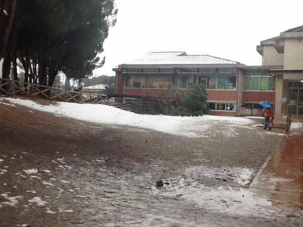 Scarperia. Albero cade nel giardino della scuola. Alunni illesi