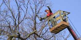 Borgo. Potatura 'anti storni' per i tigli di Piazza Dante. Basterà?