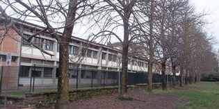 Borgo. Alberi da potare, protesta in Via Leonardo da Vinci