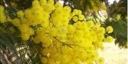 Scarperia. Fine settimana in rosa, tutti gli appuntamenti