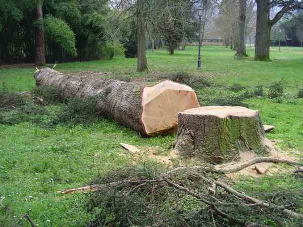 Borgo, potature in corso. Prossimi interventi a Ronta