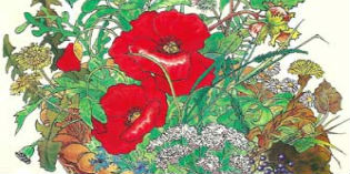 Riconoscimento, raccolta e cucina di erbe selvatiche e spontanee