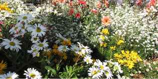 Borgo. Sabato e domenica il centro si veste di fiori. Info....