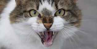 Gatto fa irruzione nel supermercato. Pompieri per acciuffarlo...