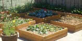 Borgo. L'orto della scuola media ai Campionati di Giornalismo