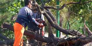 Vicchio. Venerdì interruzioni Enel per potature. Zone e orari