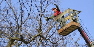 Vaglia. Alberi sulla strada? I proprietari dovranno potarli....