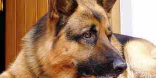 Avvelenato Rocky. Il cane che ha attraversato l'Italia a piedi