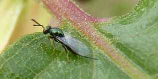 Palazzuolo. Lotta alla vespa del castagno: distribuiti 15mila insetti...