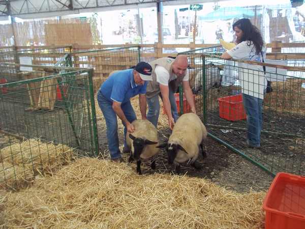 Borgo. Tanti ragazzi all'inaugurazione della Fiera Agricola. Info...