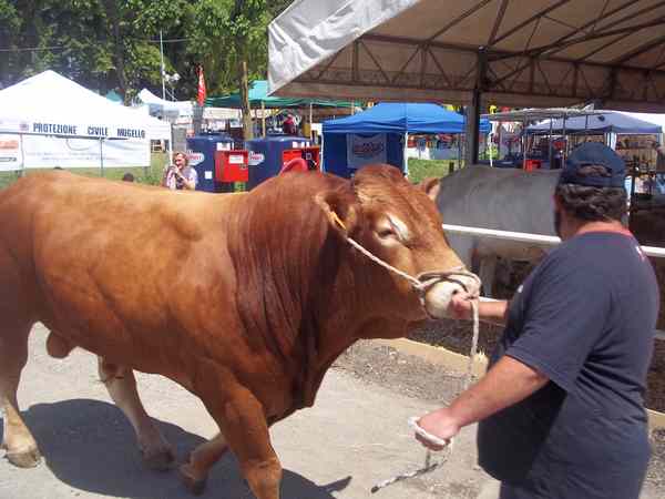 Borgo. Tanti ragazzi all'inaugurazione della Fiera Agricola. Info...