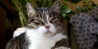 I gatti di Londa su OK!Mugello. Botta e risposta tra Comune e Lav...