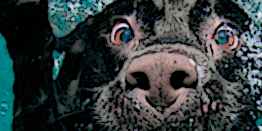 Barberino. In acqua con 6 zampe... insieme a Fido...