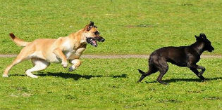 San Piero. Cercasi gestore per l'area 'sgambamento cani'