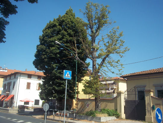 Borgo. Tiglio 'pericolante' allo Stadio Romanelli. La segnalazione