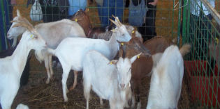 Vicchio. La Fiera zootecnica al Ponte a Vicchio...