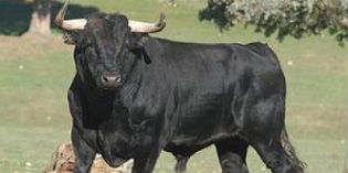 Estate pazza. Turisti inseguiti dal toro e ladro di preservativi.