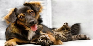 Scarperia. Domenica 22 sfilata amatoriale per cani meticci. Come fare