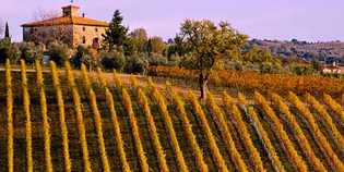 Fortuni. Il Pinot Nero mugellano tra i 'Top Hundred' di Papillon