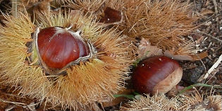Marradi. La sagra delle Castagne è “Slow” e “doc” e arriva a 50...
