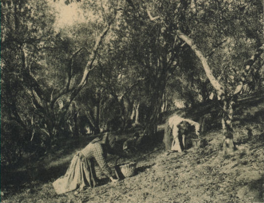 Rotary Club Mugello. Convegno “rotarolio” all’Accademia dei Georgofili